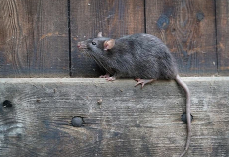 Entreprise de dératisation de rats